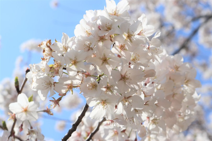 Cherry blossoms by MyLilPlace