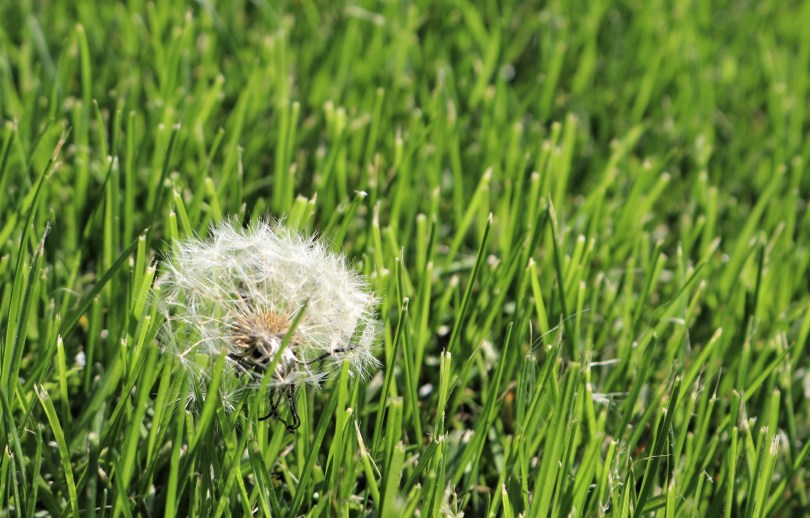 White dandelion puff image by My Li'l Place