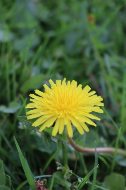 Yellow Dandelion Image by My Li'l Place
