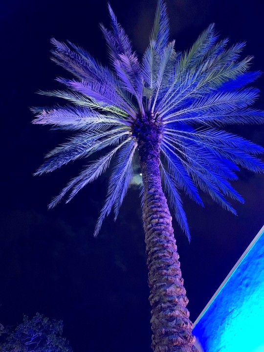 Miami beach - neon palm tree - by Mylilplace
